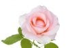 Temecula Valley Rose Society to host meeting