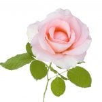 Temecula Valley Rose Society to host meeting