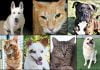 Pets of the Week dogs and cats