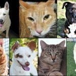 Pets of the Week dogs and cats