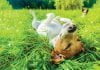Protect dogs from Lyme disease dog in grass