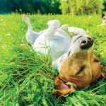 Protect dogs from Lyme disease dog in grass