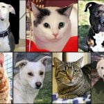 Pets of the Week dogs and cats