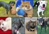 Pets of the Week cats and dogs