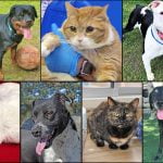 Pets of the Week cats and dogs