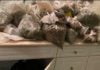 2 days of raids in Lake Elsinore net cannabis seizures