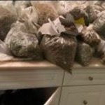 2 days of raids in Lake Elsinore net cannabis seizures