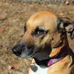 County shutters animal shelters to safeguard against coronavirus spread