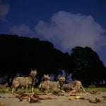 As people stay home, Earth turns wilder and cleaner