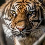Tiger at NYC’s Bronx Zoo tests positive for coronavirus