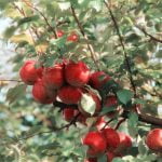 10 pioneer-era apple types thought extinct found in US West