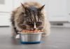 AFV asks for community assistance cat eating food