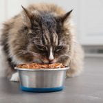 AFV asks for community assistance cat eating food