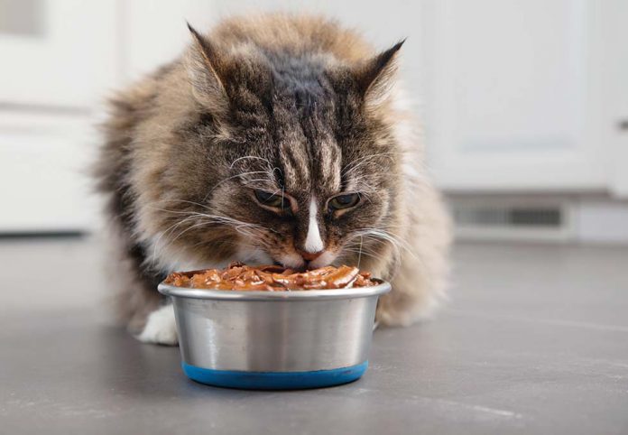 cat eating food