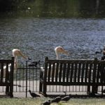 Global health crisis pits economic against health concerns