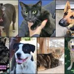 Pets of the Week pets