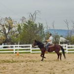 Meet Charming, Heavenly Horse Haven’s adoptable animal of the week horse