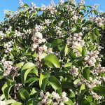 Sugar Bush blooms throughout the Anza Valley sugar bush