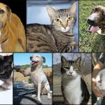 Pets of the Week pets