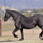 Heavenly Horse Haven still needs help horse