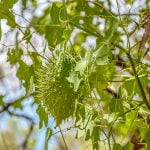 Wild cucumbers display prickly fruit wild cucumbers