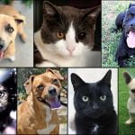 Pets of the Week dogs and cats