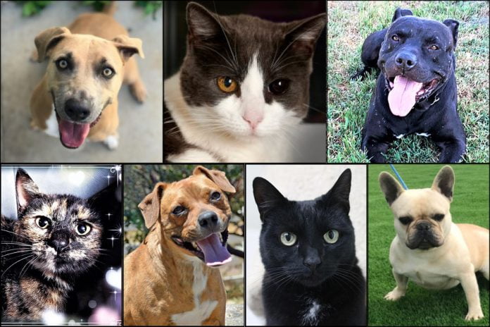 dogs and cats