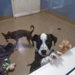 Neglected animals receive second chance amid global pandemic