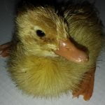 Ducklings and goslings hatch in Anza