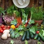 Anza Valley residents offer gardening advice vegetables