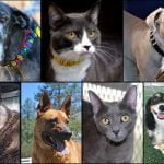 Pets of the Week cats and dogs