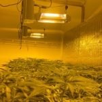 Sheriff’s deputies raid Lake Elsinore marijuana grow