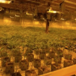 Deputies bust indoor cannabis cultivation site in Lake Elsinore