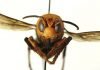 ‘Murder Hornets,’ with sting that can kill, land in US