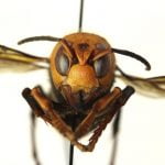 ‘Murder Hornets,’ with sting that can kill, land in US