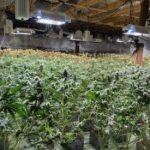 Sheriff’s deputies raid marijuana grows in Anza, Aguanga