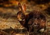 Deadly rabbit virus found in Palm Springs; first sighting in California