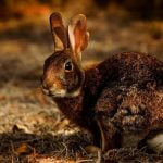 Deadly rabbit virus found in Palm Springs; first sighting in California