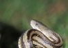 Riverside County Animal Services urges community to be cautious during snake season snake