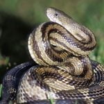 Riverside County Animal Services urges community to be cautious during snake season snake