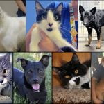 Pets of the Week pets