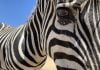Two zebras make a great escape through Wine Country zebra