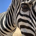 Two zebras make a great escape through Wine Country zebra