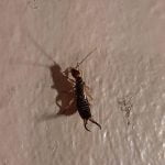 Earwigs invade Anza