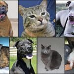Pets of the Week