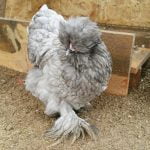 Anza welcomes new poultry after quarantine lifted Grey feathered rooster