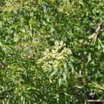 Elderberry shrubs flourish in the Anza Valley Flower