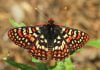 Activists file petition to protect endangered butterfly in Riverside County