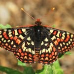 Activists file petition to protect endangered butterfly in Riverside County