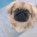 Tips to keep pets safe this July 4